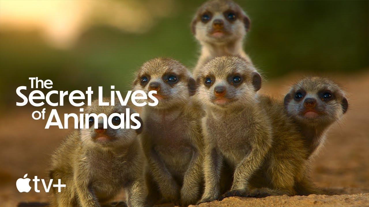 The Secret Life of Animals — Official Trailer | Apple TV+ - YouTube