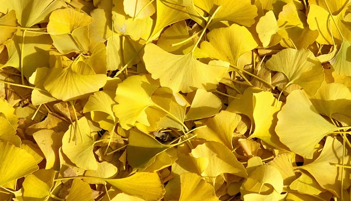 The fan-shaped leaves of Ginkgo bilobas lie on the ground. — AFP/Archive