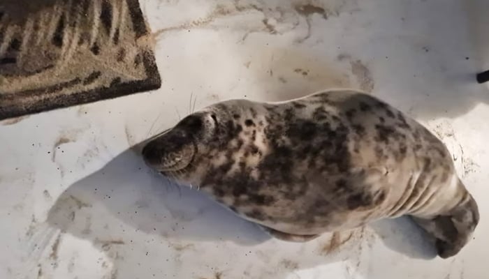 The seal found by a woman in her room at a Dutch hotel on February 5, 2025. - Facebook/Stichting Dierenwelzijn Zeeland