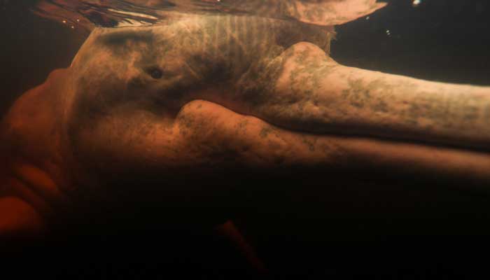 A Delfín Red River (Inia Geoffrensis) is shown during a session directed by the physiotherapist Igor Simoes Andrade with young people with disabilities in the Río Negro River in Iranduba, state of Amazonas, Brazil. - AFP