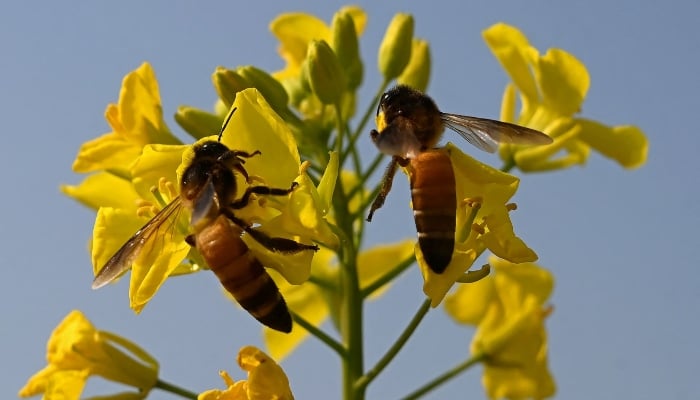 The bees that collect Nectar of mustard flowers near a bees in the village Lak Mor in the Punjab Sargodha district. - AFP/file