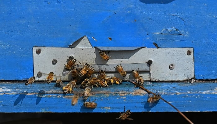 A honey bees colony on a farm in the village of Lak Mor in the Punjab Sargodha district. - AFP/file