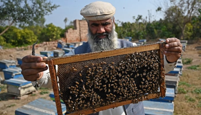 Malik Hussain Khan, a beekeeper, reviewing the hives in a bees in the Lak Mor village in the Punjab Sargodha district. - AFP/file