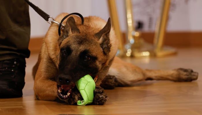 Representative image of a dog named Fantasy, a tracker dog coach to detect Coronavirus disease (Covid-19), sits next to a coach during a press conference in Vienna, Austria, November 2, 2021.-Reuters