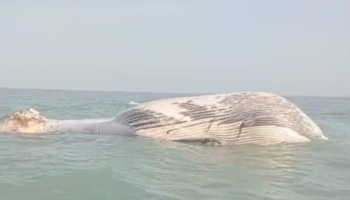 Dead blue whale floating floating near Kuntani, Baluchistan. - x/@wwfpak