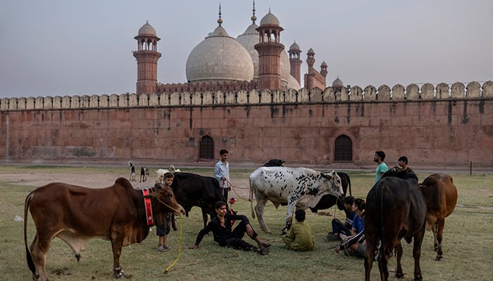 Young people gather around their sacrificial cattle after parading them around the Badshahi mosque in preparation for Eid al-Adha holidays in Lahore on June 6, 2025.-Reuters