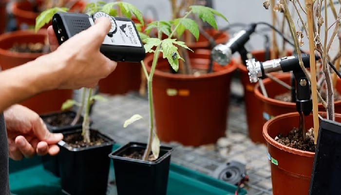 A scientist measures the sound of a plant in a laboratory at the University of Tel Aviv, where the researchers said they had found evidence that plants and insects can interact through sound, in Tel Aviv, Israel, July 15, 2025.