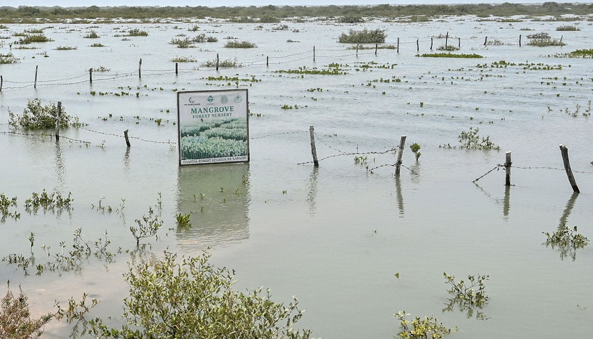 A general view shows freshly planted mangroves in the city of Keti Bandar of the District of Thatta, near Delta del Indo, on June 25, 2025. - AFP