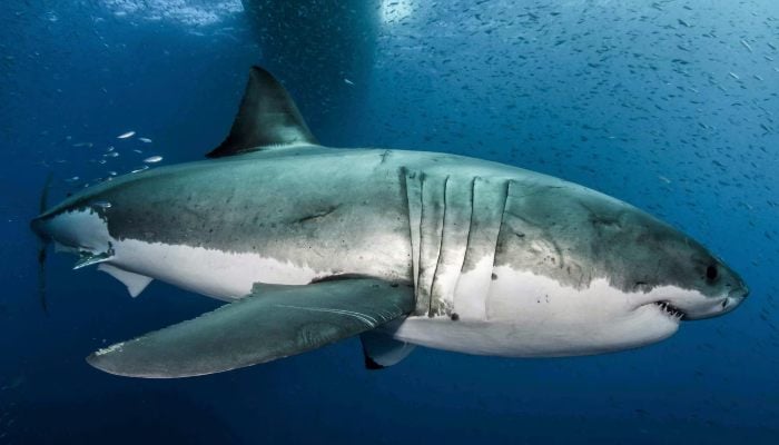 You can see a great white shark in the waters near the island of Guadalupe, off the coast of Mexico, in this 2012 booklet photo obtained by Reuters on February 18, 2019. - Reuters