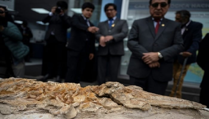A complete petrified skeleton is presented with a ancestor of modern marsopas that dates back to more than 10 million years at the Geological, Mining and Metallurgical Institute (INGEMMET) in Lima on September 17, 2025. - AFP