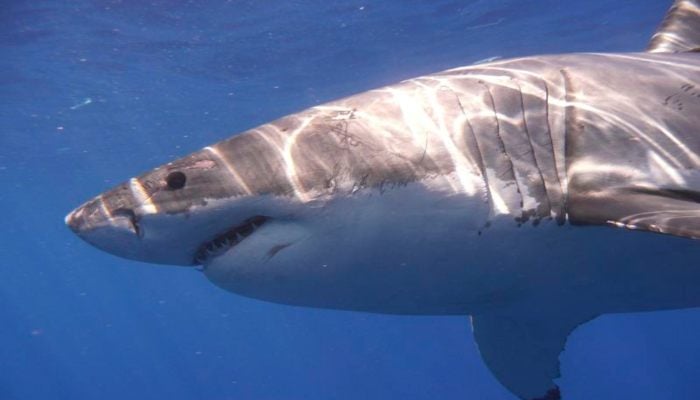 The representation image shows a great white shark shown in the Eastern North Pacific in this photograph without date, courtesy of Kevin Weng, Hawaii University. - Reuters
