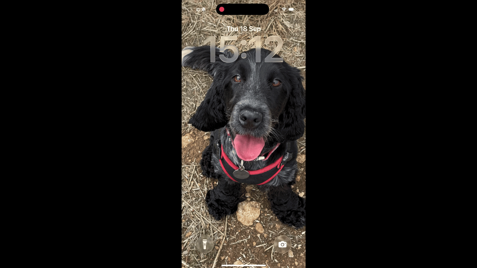 An iphone gif shows a photo of a dog