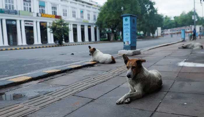 Street dogs sit on a deserted street, on the day of the G20 summit in New Delhi, India, September 9, 2023.