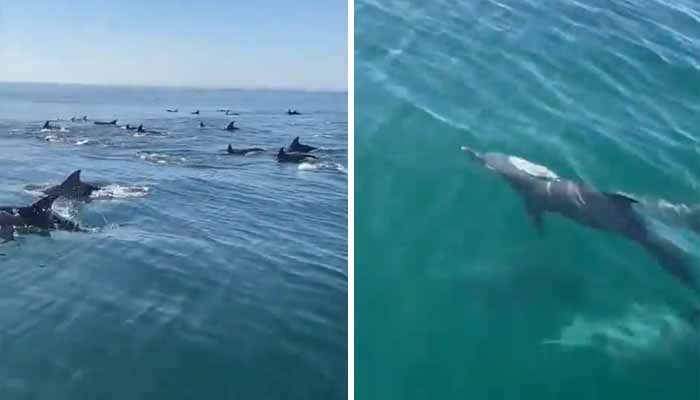 This collage shows a large pod of bottlenose dolphins spotted in Gwadars West Bay, Balochistan. — Screenshot via video/WWF-Pakistan