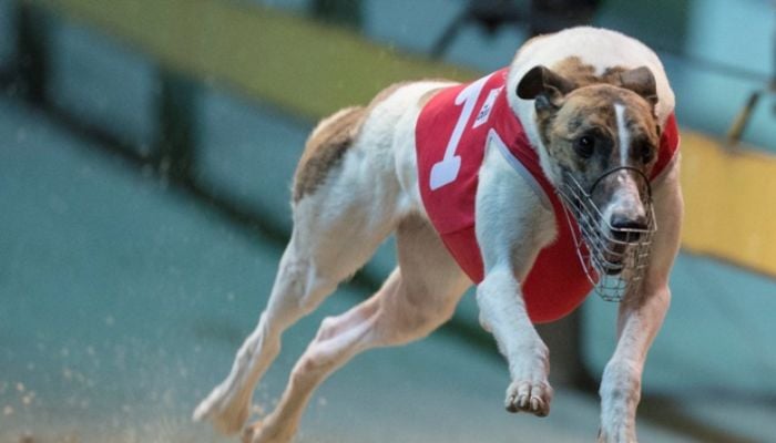 Greyhound racing icon Fernando Bale dies at age 12