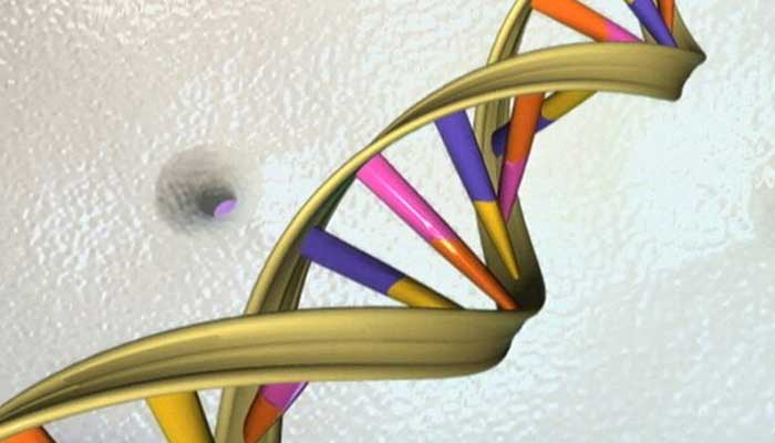 A DNA double helix is ​​seen in an undated artist's illustration released by the National Human Genome Research Institute to Reuters on May 15, 2012. - Reuters