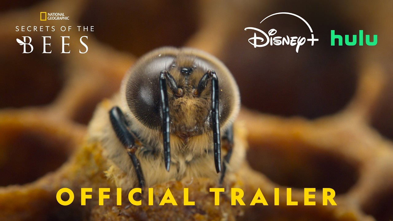 Secrets of the Bees | Official trailer | Narrated by Bertie Gregory | National Geographic - YouTube