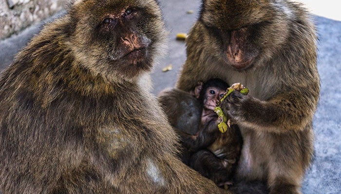 Macaques hold food while a baby sits between them on the Rock in the British overseas territory of Gibraltar, July 27, 2019. – Reuters
