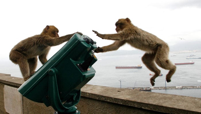 Gibraltar monkeys play on the top of the Rock of Gibraltar overlooking the colony on April 16, 2008. - Reuters
