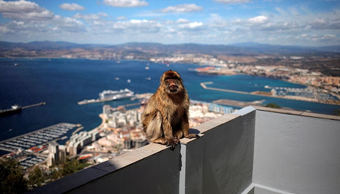 A monkey sits on a terrace atop the Rock in the British overseas territory of Gibraltar on September 14, 2016. - Reuters