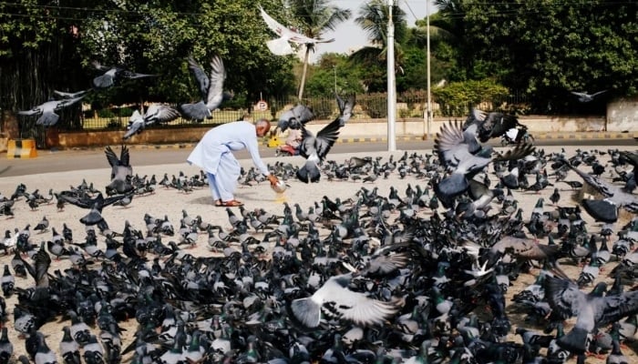 A man spreads a bucket of pigeon feed in Karachi, June 1, 2018. - Reuters