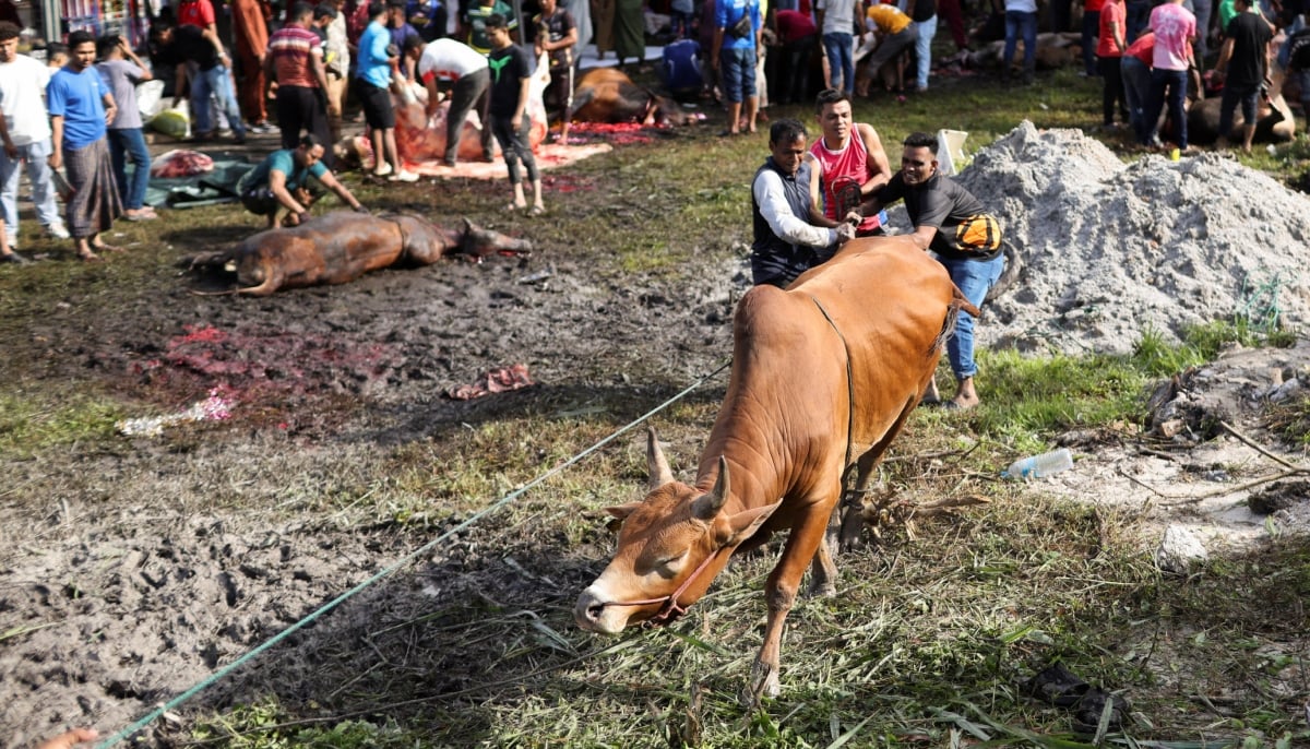 Muslim men tie a sacrificial animal before it is slaughtered, during a ritual of the Eid ul Adha celebrations, in Ampang, Malaysia, on May 27, 2026. – Reuters