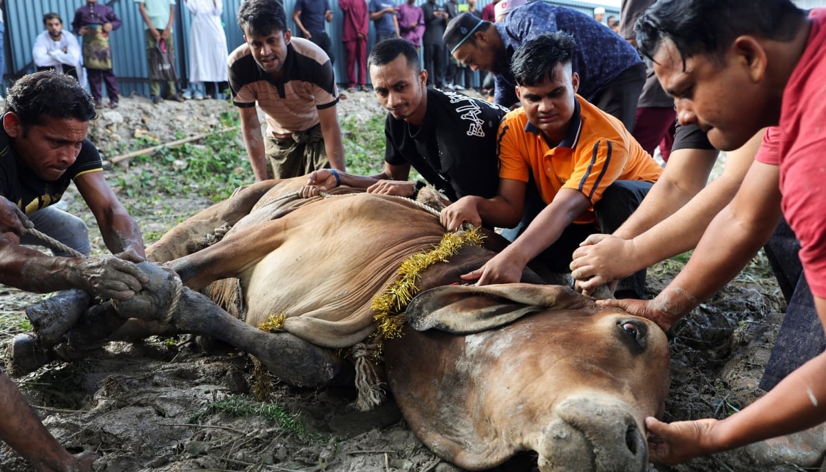 Muslim men tie a sacrificial animal before it is slaughtered, during a ritual of the Eid ul Adha celebrations, in Ampang, Malaysia, on May 27, 2026. – Reuters