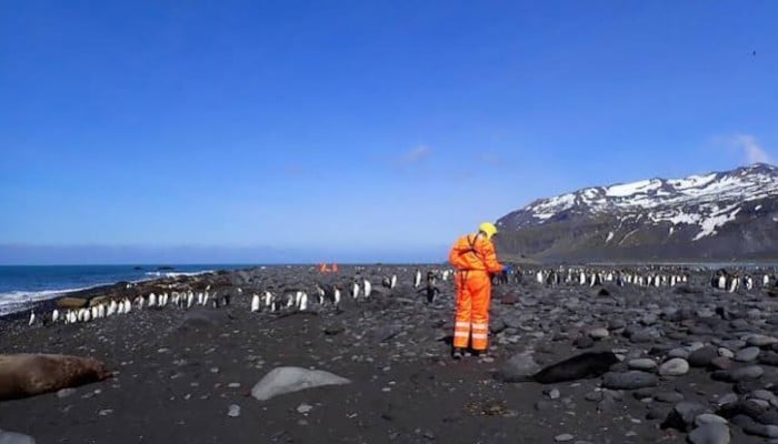 This undated photograph released by the Australian Antarctic Division on June 18, 2026 shows an Australian Antarctic Program wildlife team assessing the site of a mass southern elephant seal mortality on Heard Island, where a pathogenic strain of bird flu killed more than 13,000 baby elephant seals. — AFP