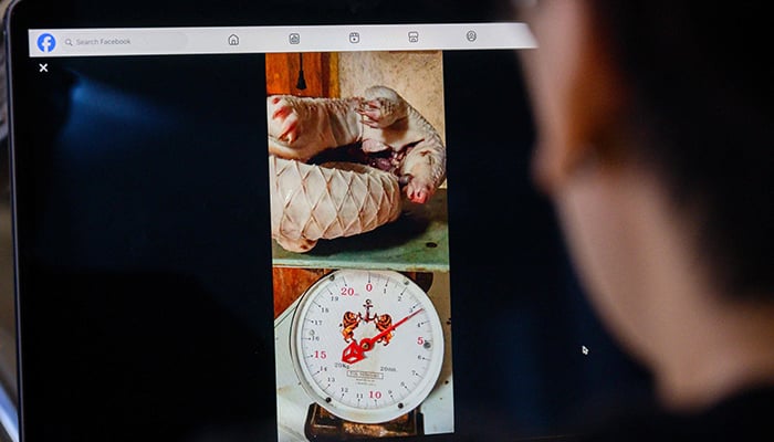 This photo illustration taken in Bangkok on June 25, 2026 shows a person using a laptop to view a Facebook post offering a dead pangolin for sale curled up on a scale. — AFP