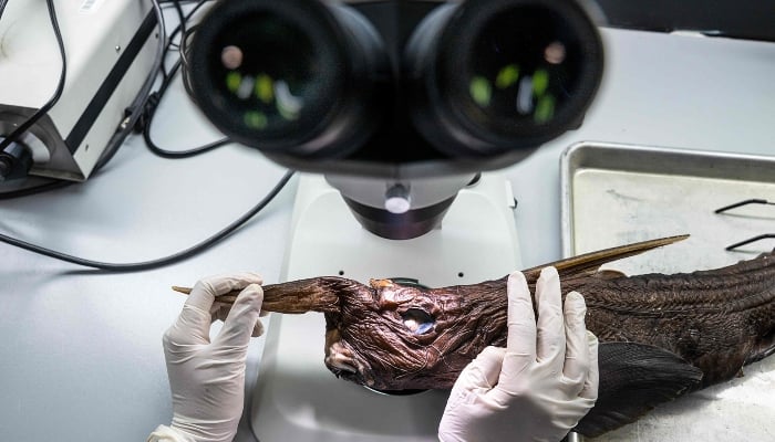 Naidely Vidaurre Quesada, a biology student at the University of Costa Rica, examines the newly discovered Costa Rican ghost shark (Rhinochimaera costaricana) with a microscope at the Zoology Museum of the Center for Research in Biodiversity and Tropical Ecology of the University of Costa Rica in San José, Costa Rica, on July 3, 2026. — AFP